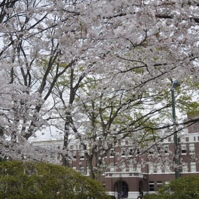 成蹊学園　桜。