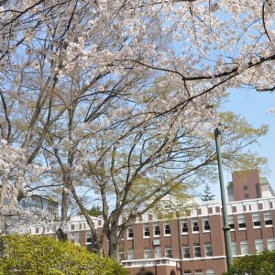 成蹊学園　桜。